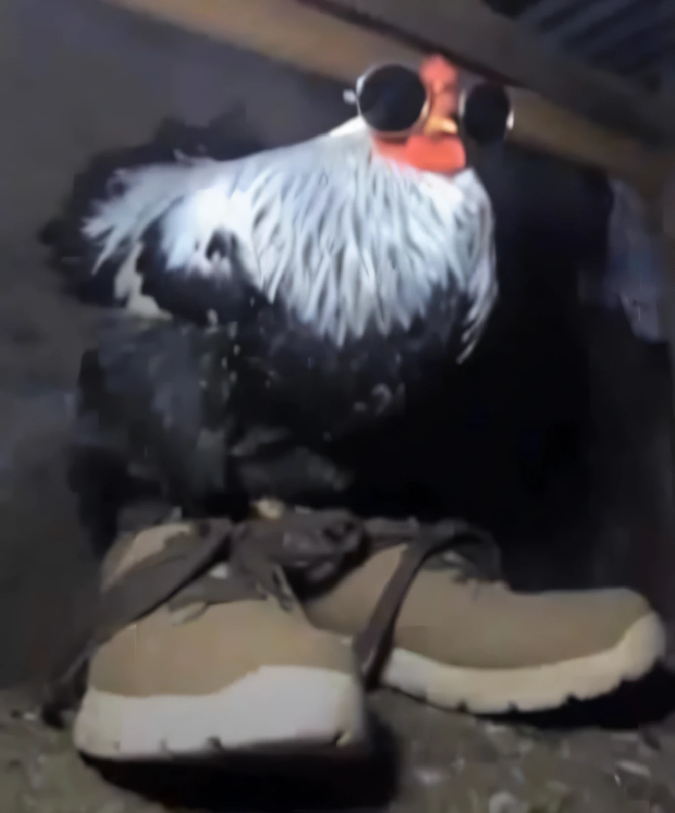 hay un pollo con gafas de sol y un par de zapatos, pollo vestido de recluso, tiene botas, pollo antropomorfizado, conceited, Hombre vestido de pollo, luciendo genial y elegante, gallo!!!!, looking towards the camera, conceited smirk, El hombre pollo, zapatos de pato, armadura de plumas de pollo, gafas alrededor de su cuello, gallo