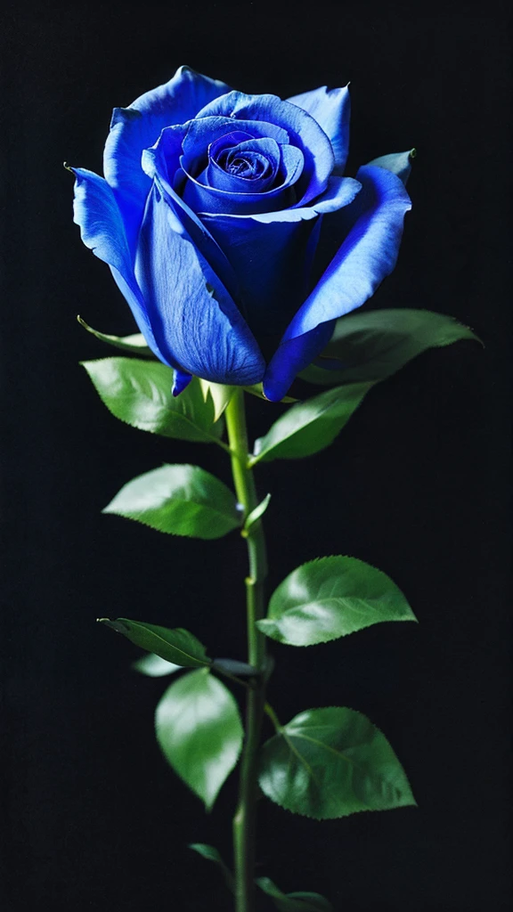 Blue rose on a black background,Darker depiction,Fantastic effects