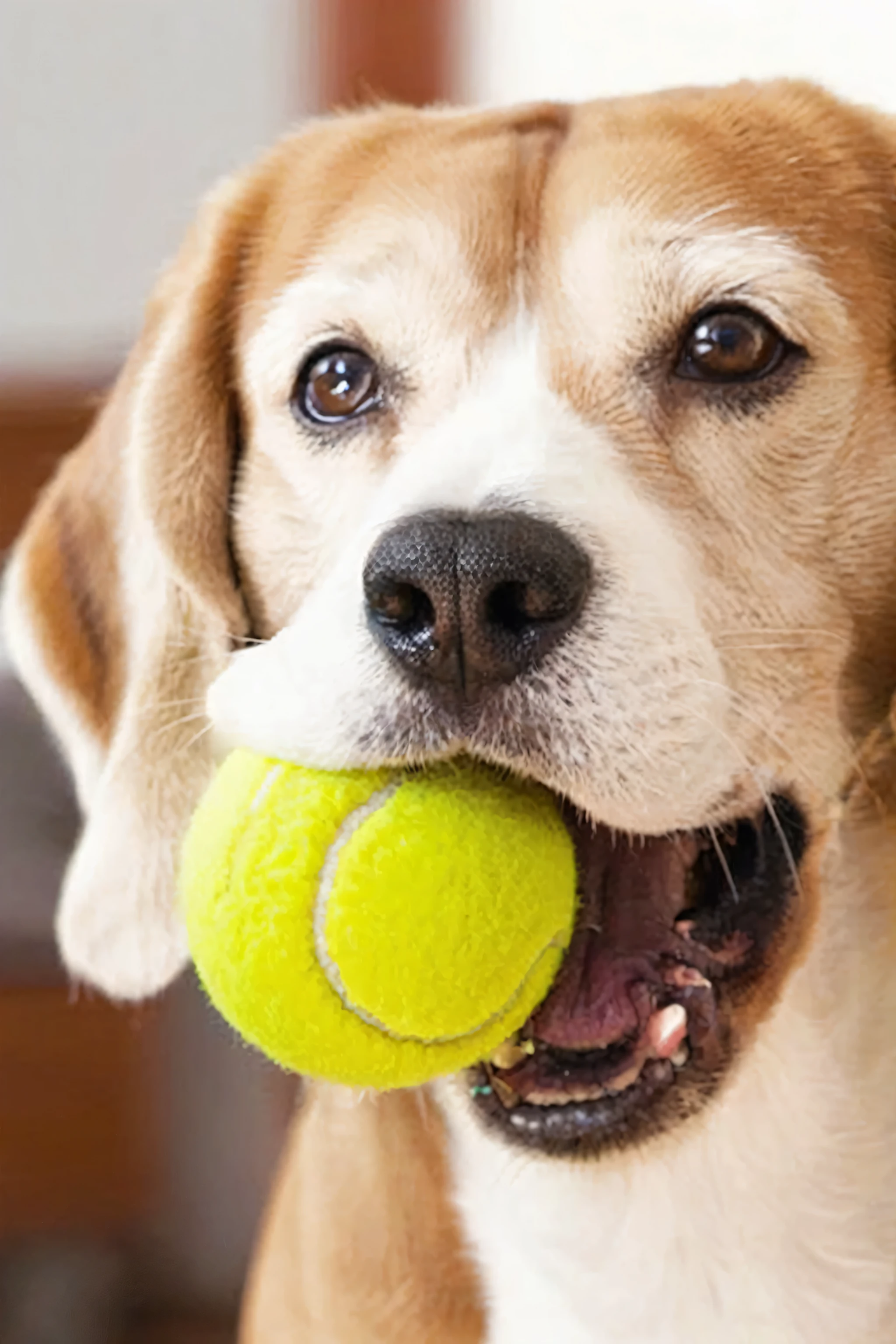 there is a dog that is holding a Tennis ball in its mouth, Tennis ball, cute beagle, holding the ball, canines sports photo, snoop dogg Tennis ball head, happy dachshund catches a ball, Tennis ball monster, slim shady Tennis ball monster, peculiarity, tournament, play tennis, paddle and ball, maximum detail, chewing, let's Play, have a good time