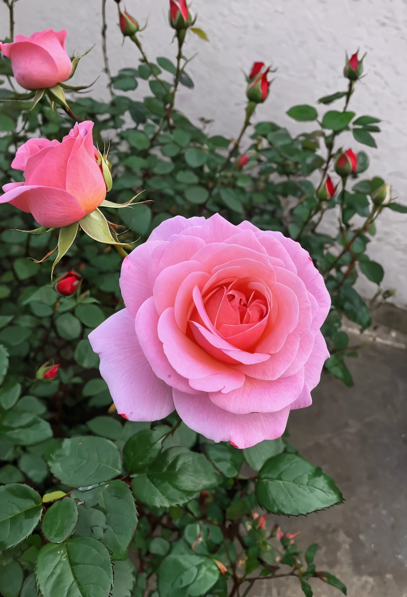 Rose 🌹