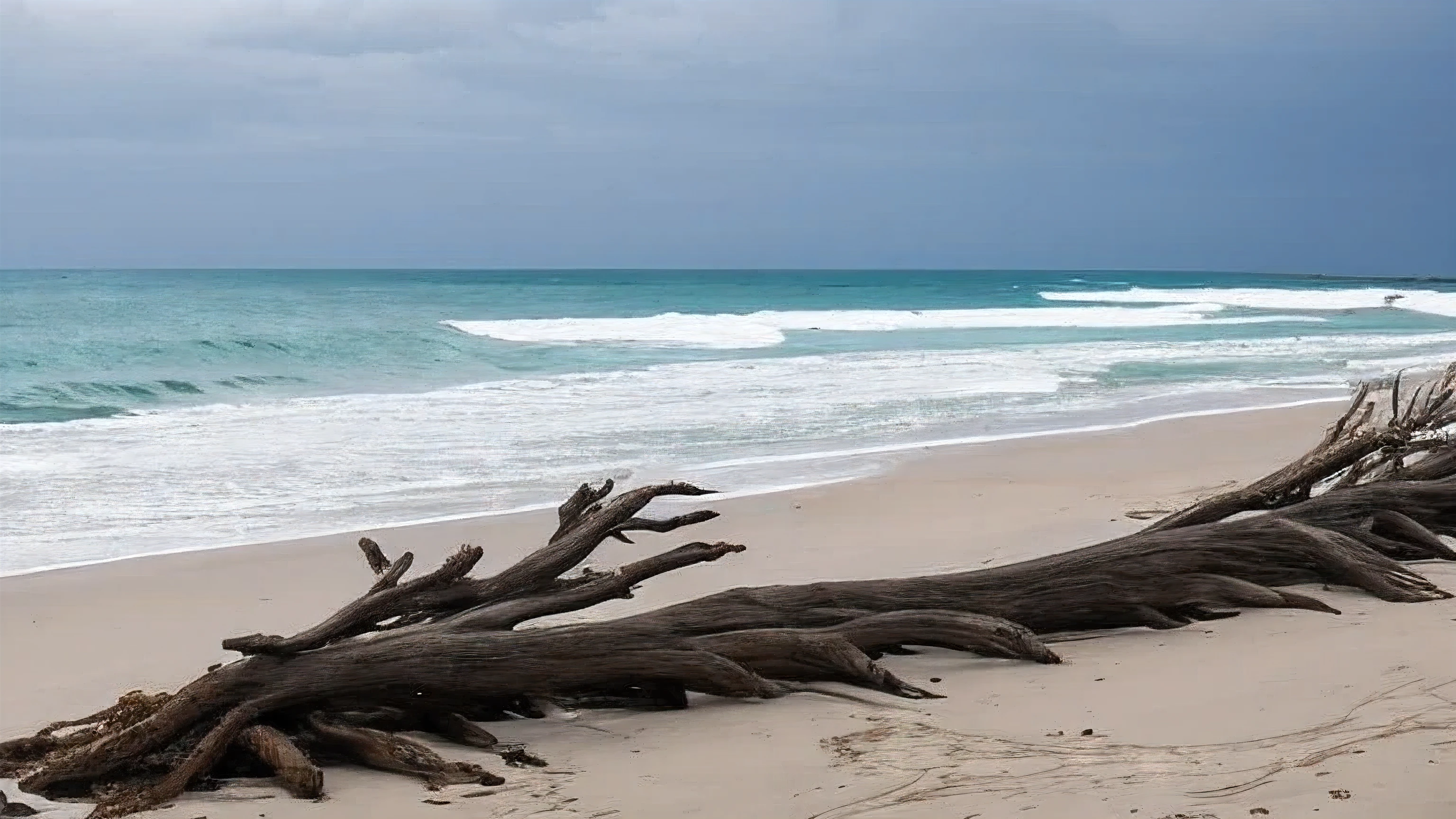 trees that have been washed up on the beach by the ocean, unfinished roots of white sand, incredibly beautiful, by Richard Gruelle, beach trees in the background, breath taking, breath taking beautiful, driftwood, enigmatic natural beauty, beautiful and ominous, gnarly trees, stunning photograph, old trees, surreal!!!, beautiful! coherent!, unbelievably beautiful, stunning sight