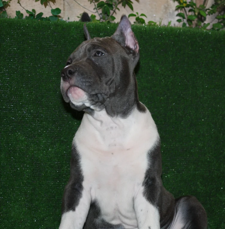 There's a dog sitting on a rug on a table, pitbull, Ciborgue - Pitbull, orgulhoso olhando para longe, olhar orgulhoso, olhar orgulhoso, pimenta, pits, um bonito, is a stunning, Ciborgue - Pitbull tirando uma selfie, Rocco, muito bonito, bolo', bonita, extremamente bonito, a foto mostra um grande, olhando de lado!, estrela do rock, Regal Pose