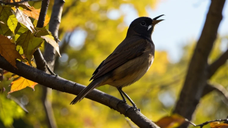 Autumn wood birds lanscape
