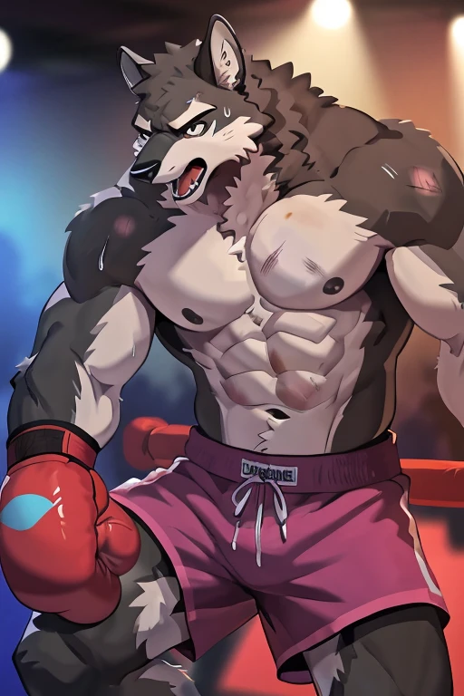 gray wolf, head (close-up):1.2,  4k, high resolution, best quality, posted on e621, solo, anthro body, male gray wolf, adult, masculine, (skinny, strong pectorals, defined muscles, muscular shoulders), correct anatomy, (boxing ring background, gym background), (blurry background, out-of-focus background:1.2), sexy, (cel shaded, cartoony shading:1.2), black lineart, black outline, flat coloring, (strong shadows, dark shadows:1.2), (pink shorts, topless, boxing gloves), sexy shadows, lion tail, slim posture, open mouth, sticking out tongue, open:1 eyes, detailed eyes, tilted head, exhausted, wet sweat:1.2, (bruised:1.6, shiner:1.2), full body have two legs