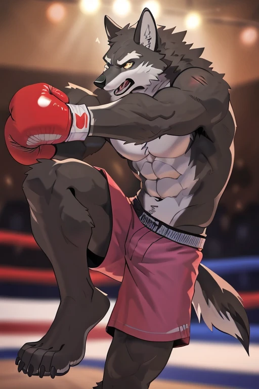gray wolf, head (close-up):1.2,  4k, high resolution, best quality, posted on e621, solo, anthro body, male gray wolf, adult, masculine, (skinny, strong pectorals, defined muscles, muscular shoulders), correct ???????, (boxing ring background, gym background), (blurry background, out-of-focus background:1.2), sexy, (cel shaded, cartoony shading:1.2), black lineart, black outline, flat coloring, (strong shadows, dark shadows:1.2), (pink shorts, topless, boxing gloves), sexy shadows, lion tail, slim posture, open mouth, sticking out tongue, open:1 eyes, detailed eyes, tilted head, exhausted, wet sweat:1.2, (bruised:1.6, shiner:1.2), full arms and legs, wolf feets, kicking