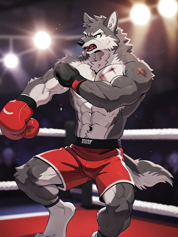 gray wolf, head (close-up):1.2, 4k, high resolution, best quality, posted on e621, solo, anthro body, male gray wolf, adult, masculine, (skinny, strong pectorals, defined muscles, muscular shoulders), correct anatomy, (boxing ring background, gym background), (blurry background, out-of-focus background:1.2), sexy, (cel shaded, cartoony shading:1.2), black lineart, black outline, flat coloring, (strong shadows, dark shadows:1.2), (pink shorts, topless, boxing gloves), sexy shadows, lion tail, slim posture, open mouth, sticking out tongue, open:1 eyes, detailed eyes, tilted head, exhausted, wet sweat:1.2, (bruised:1.6, shiner:1.2), full arms and legs, two wolf feets, kicking, stand