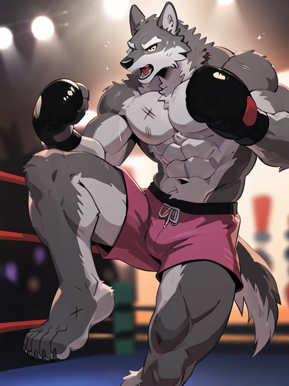 gray wolf, head (close-up):1.2, 4k, high resolution, best quality, posted on e621, solo, anthro body, male gray wolf, adult, masculine, (skinny, strong pectorals, defined muscles, muscular shoulders), correct anatomy, (boxing ring background, gym background), (blurry background, out-of-focus background:1.2), sexy, (cel shaded, cartoony shading:1.2), black lineart, black outline, flat coloring, (strong shadows, dark shadows:1.2), (pink shorts, topless, boxing gloves), sexy shadows, lion tail, slim posture, open mouth, sticking out tongue, open:1 eyes, detailed eyes, tilted head, exhausted, wet sweat:1.2, (bruised:1.6, shiner:1.2), full arms and legs, two wolf feets, kicking, stand