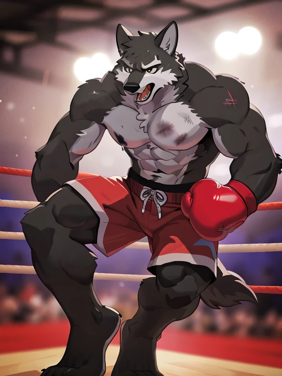 gray wolf, head (close-up):1.2, 4k, high resolution, best quality, posted on e621, solo, anthro body, male gray wolf, adult, masculine, (skinny, strong pectorals, defined muscles, muscular shoulders), correct anatomy, (boxing ring background, gym background), (blurry background, out-of-focus background:1.2), sexy, (cel shaded, cartoony shading:1.2), black lineart, black outline, flat coloring, (strong shadows, dark shadows:1.2), (pink shorts, topless, boxing gloves), sexy shadows, lion tail, slim posture, open mouth, sticking out tongue, open:1 eyes, detailed eyes, tilted head, exhausted, wet sweat:1.2, (bruised:1.6, shiner:1.2), full arms and legs, two wolf feets, kicking, stand