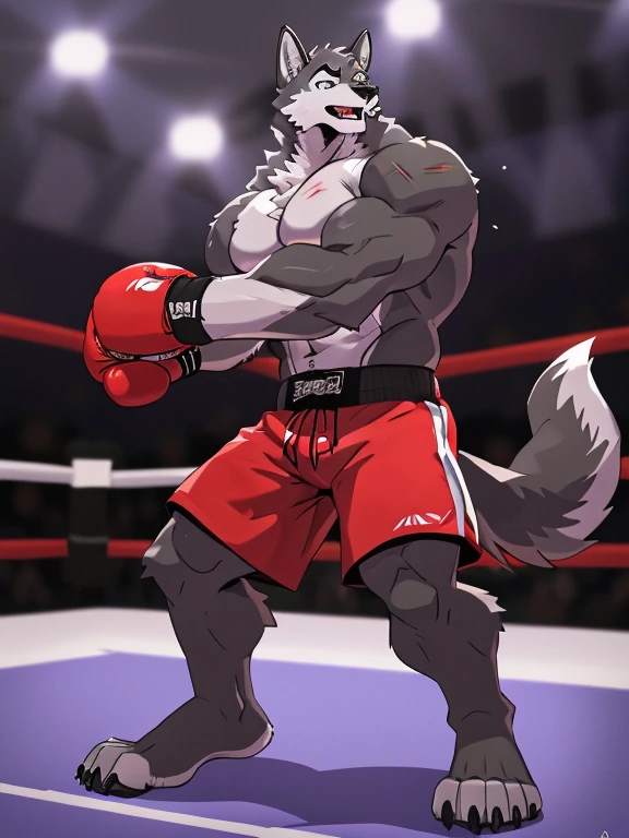 gray wolf, head (close-up):1.2, 4k, high resolution, best quality, posted on e621, solo, anthro body, male gray wolf, adult, masculine, (skinny, strong pectorals, defined muscles, muscular shoulders), correct anatomy, (boxing ring background, gym background), (blurry background, out-of-focus background:1.2), sexy, (cel shaded, cartoony shading:1.2), black lineart, black outline, flat coloring, (strong shadows, dark shadows:1.2), (pink shorts, topless, boxing gloves), sexy shadows, lion tail, slim posture, open mouth, sticking out tongue, open:1 eyes, detailed eyes, tilted head, exhausted, wet sweat:1.2, (bruised:1.6, shiner:1.2), full arms and legs, two wolf feets, kicking, stand