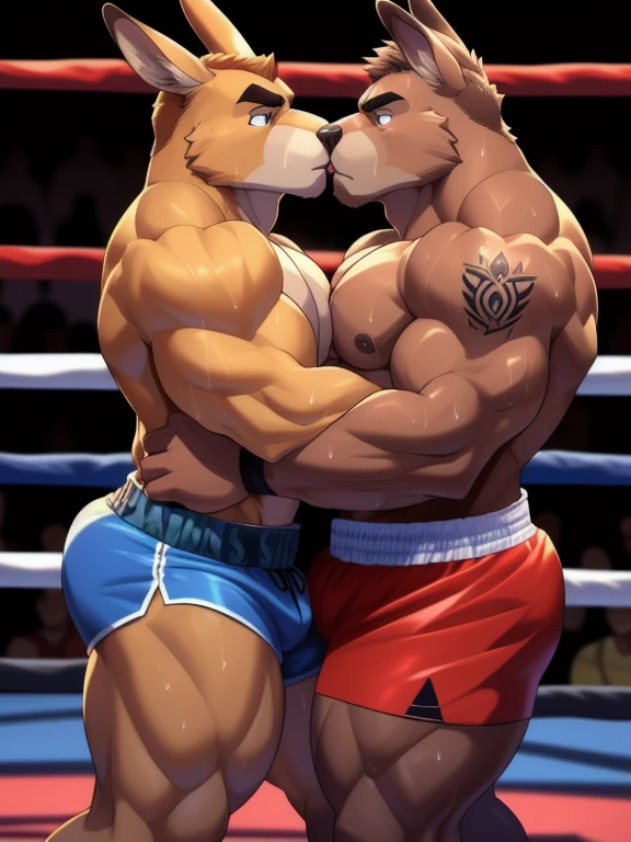 Duo male fighters(Brown Kangaroo vs Brown Kangaroo, handsomes, perfect eyes, Thick eyebrows), beso gay(Cuddling lying down embraced, Overlapping bodies in a boxing match, back perspectiva, kissing each other), hot(Full body, shirtless), handsomes(They are handsomes, correct anatomy), musculosos(Big muscle bodies, Six packs, muscle abs, big pecs, muscle legs, muscle backs), sweaty(very sweaty wet bodies), tatuajes(they have tattoos), Angry(They have an angry expression), Boxing gloves(They both are wearing boxing gloves), boxers(They are wearing shorts boxers), Hight resolution