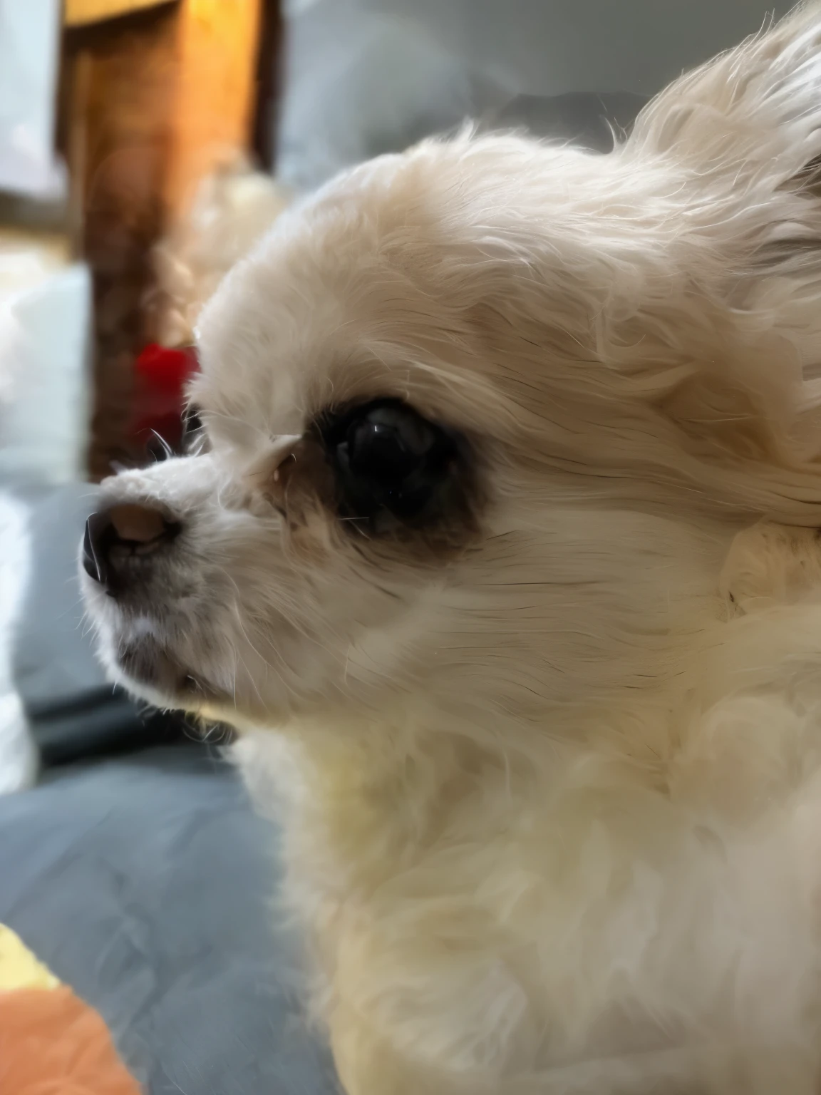 There is a small dog lying on the sofa., Long-haired Chihuahua, Sitting on the couch, Sitting on the bed, Relax on the sofa, Sitting on the couch, Shot on Sony Alpha 9, She is about , Sitting on the couch, Staring defiantly at the camera, Sitting on the couch, Sitting on the bed