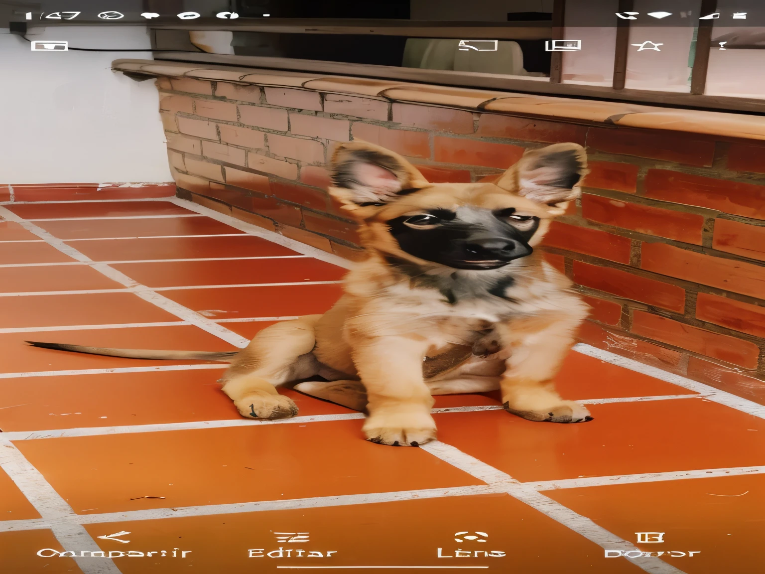 hay un perro sentado en el suelo frente a una pared de ladrillos, German shepherd, frontal pose, regal pose, cachorro, un guapo, by Amelia Peláez, extremadamente guapo, mirada peruana, Un perro salvaje africano sentado!, perro mono, foto frontal, con orejas puntiagudas, Orejas afiladas, muy guapo, pretty girl, by Luis Miranda, 2 years old