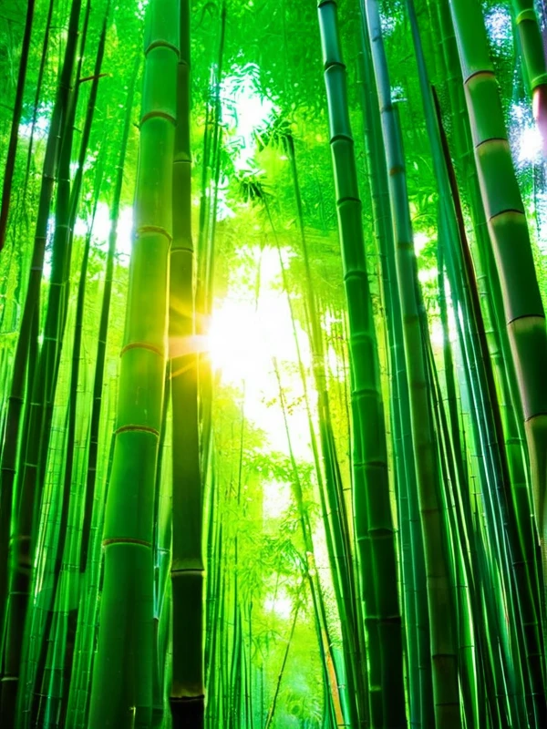 bamboo forest,Sunlight
