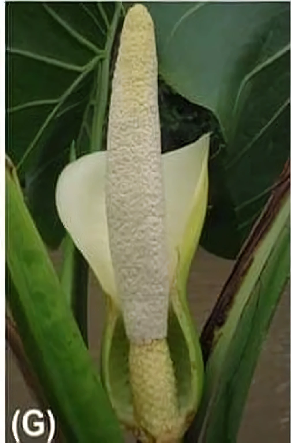 un primer plano de una flor con un tallo blanco y una hoja verde, large exotic flowers, inspirado en Carpoforo Tencalla, monstera deliciosa, hojas y tallos grandes, nostlagia, exotic lily ears, by Carpoforo Tencalla, planta extraterrestre, Desastre natural de bananos gigantes, flor enorme, dentro de la flor, alien flower remove background