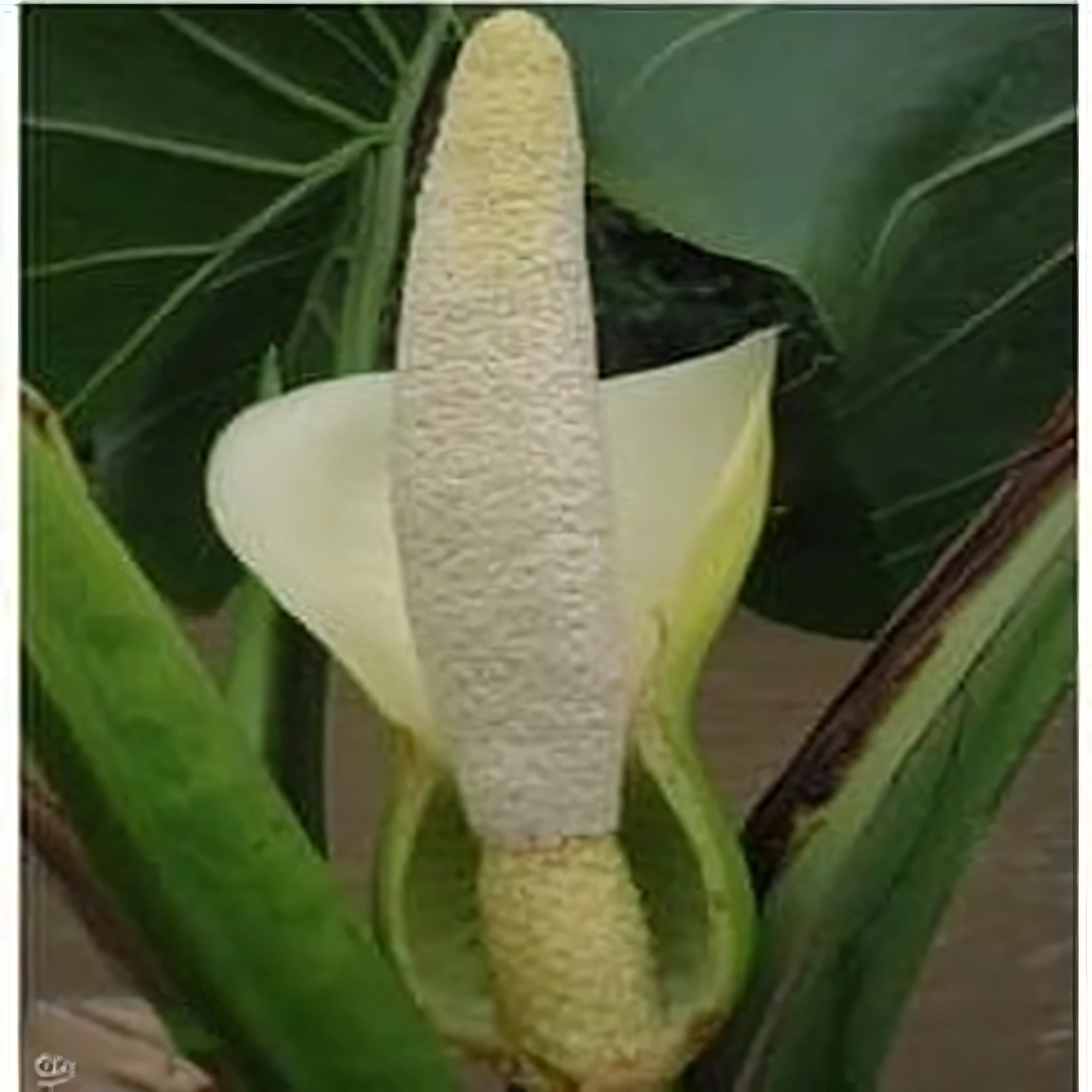 un primer plano de una flor con un tallo blanco y una hoja verde, large exotic flowers, inspirado en Carpoforo Tencalla, monstera deliciosa, hojas y tallos grandes, nostlagia, exotic lily ears, by Carpoforo Tencalla, planta extraterrestre, Desastre natural de bananos gigantes, flor enorme, dentro de la flor, alien flower