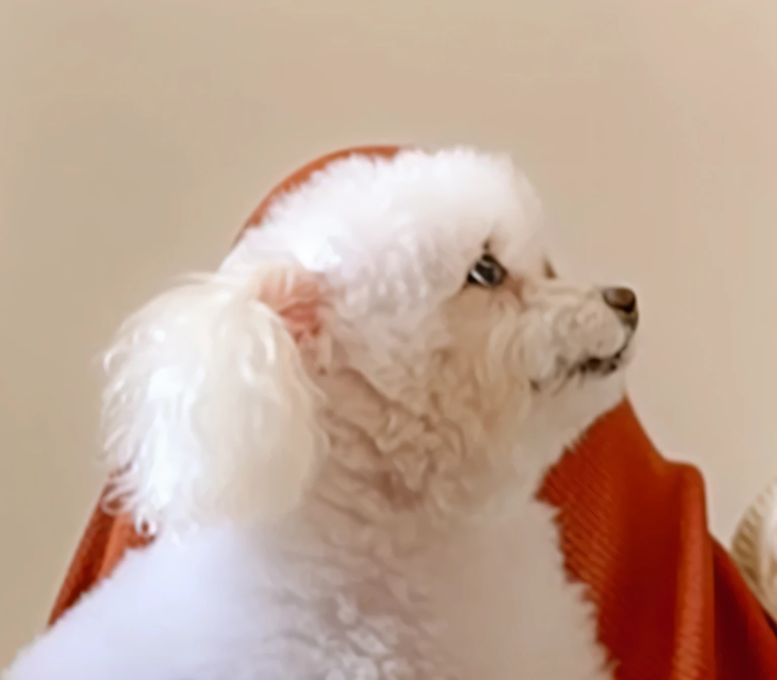 a very cute furry dog, he is very happy, his look is very happy and bright, he is smiling, the image is very detailed