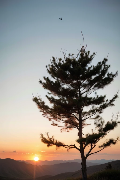 bird，A lone pine tree，Sunset，loneliness