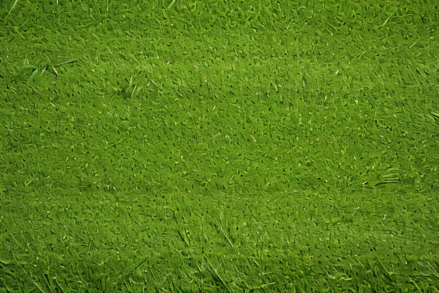 a close up of a green grass field with a white line, grass texture, grass field, green grass, lush grass, grass texture material, grass - like, natural grassy background, grass surrounding it, grassy, lush grass, the grass, grass, fake grass, grassy field, luminous grassy background, field of grass, grass, grass landscape, detailed grass