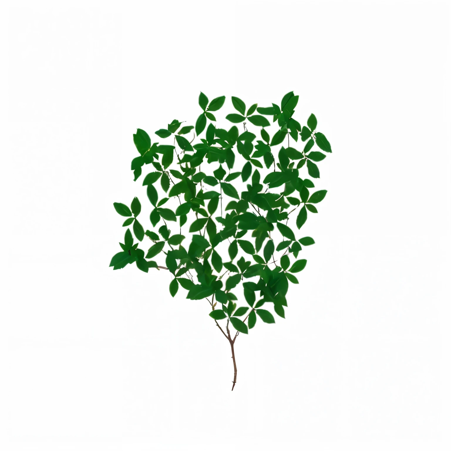 bush texture