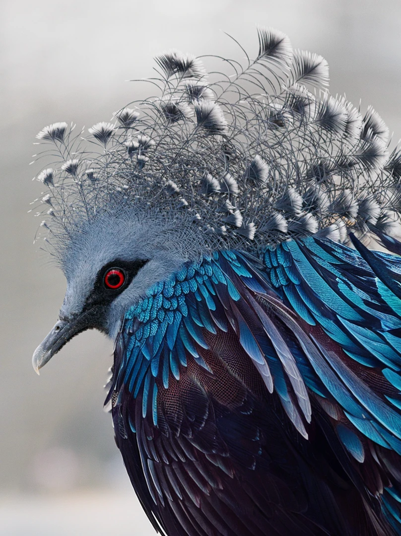 Fantastic pattern。Flapping wings。