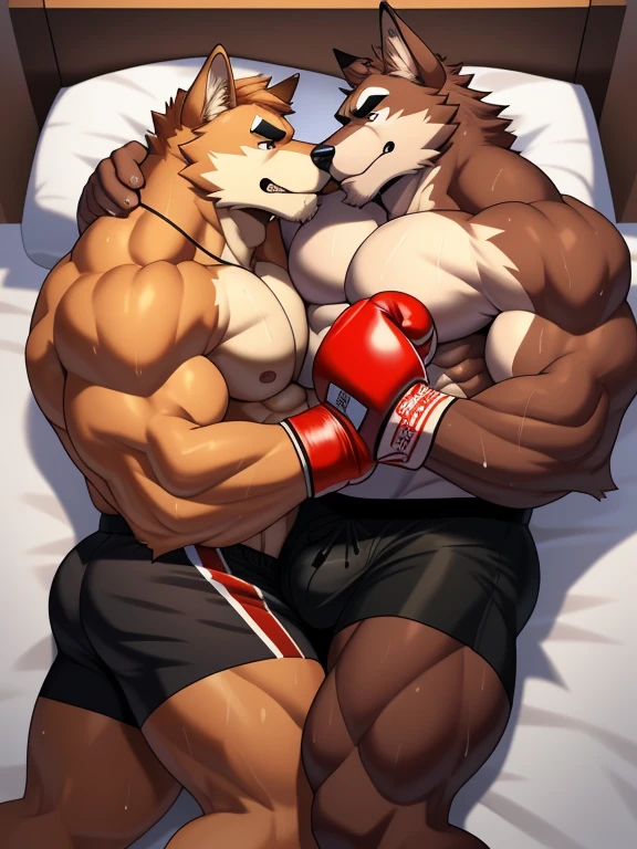 Duo big male fighters(Brown Wolf vs Red Wolf, handsomes, Thick eyebrows), beso gay(Cuddling lying down embraced in a bed match, around the neck, kissing each other), hot(Full body, shirtless), handsomes(They are handsomes, correct ???????), musculosos(Big muscle bodies, Six packs, muscle abs, big pecs, muscle legs, muscle backs), sweaty(very sweaty wet bodies), tatuajes(they have tattoos), Angry(They have an angry expression), Boxing gloves(They both are wearing reds boxing gloves), boxers(They are wearing black shorts boxers), Hight resolution