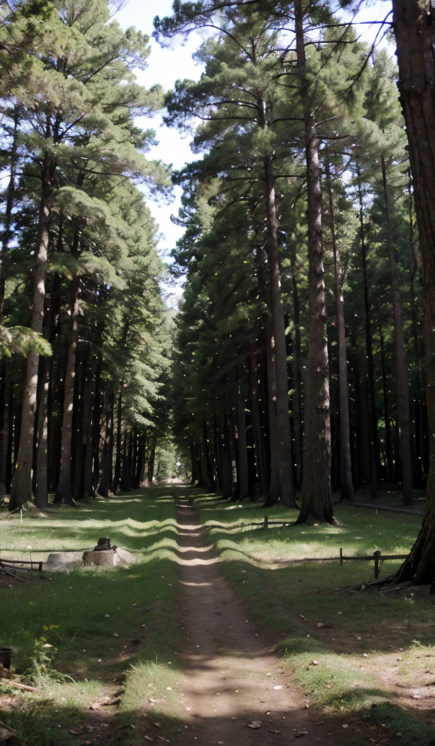 Un bosque hermoso