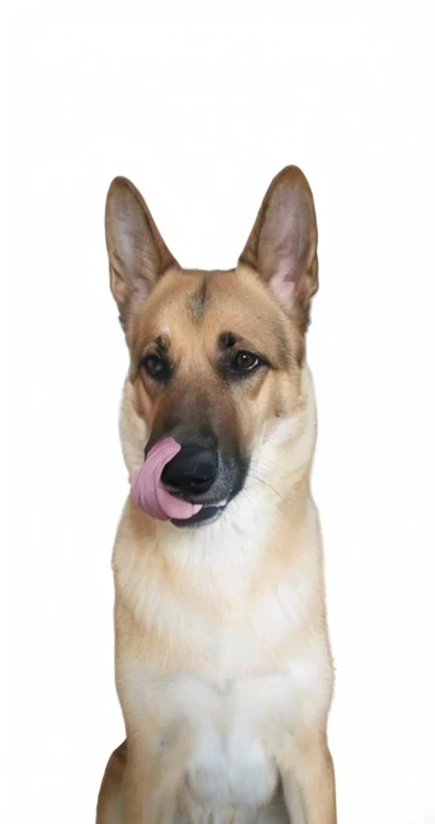 a close up of a dog with a lengua fuera, German shepherd, lengua fuera, nariz rosada larga y puntiaguda, orejas largas y puntiagudas, canino, un guapo, cara de muy alta calidad, Charizard animal hybrid dog, lamiendo, perro adulto, Maximus Jacobs, lengua suave y arrulladora, foto de una hermosa, lengua fuera, extremadamente guapo, imagen realista