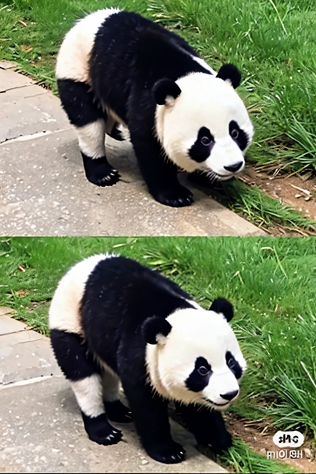 Cute video panda