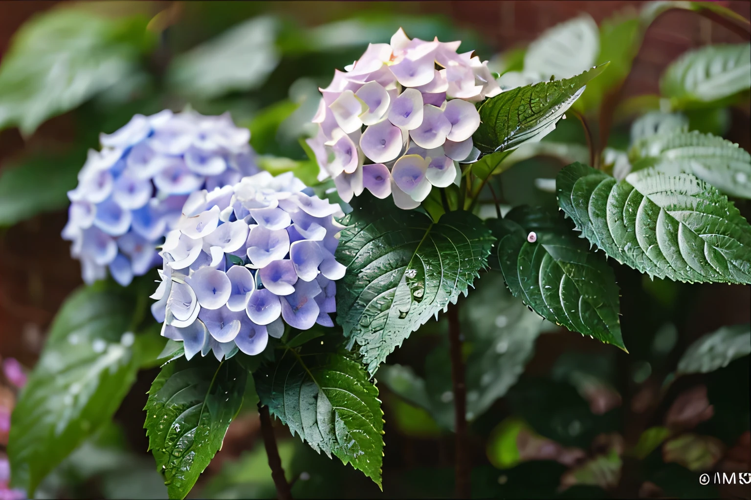 Rainy days in the rainy season、Hydrangea flowers outside the window with drops