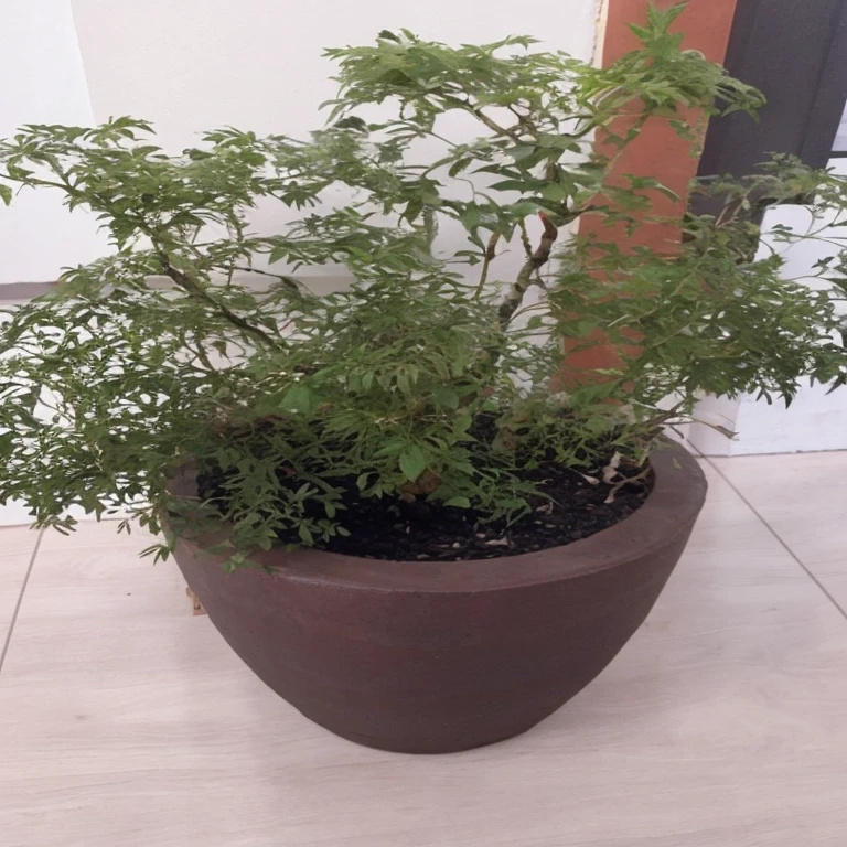 Is there a plant that is in a pot on the floor, a photo of Virginia Lee Burton, reddit, letters, large plant pot, plant pot, willow plant, potted plants, green plant, plant pot, lush plants and bonsai trees, next to a plant, pots with plants, tree and plants, exclusive pot made for houseplants,