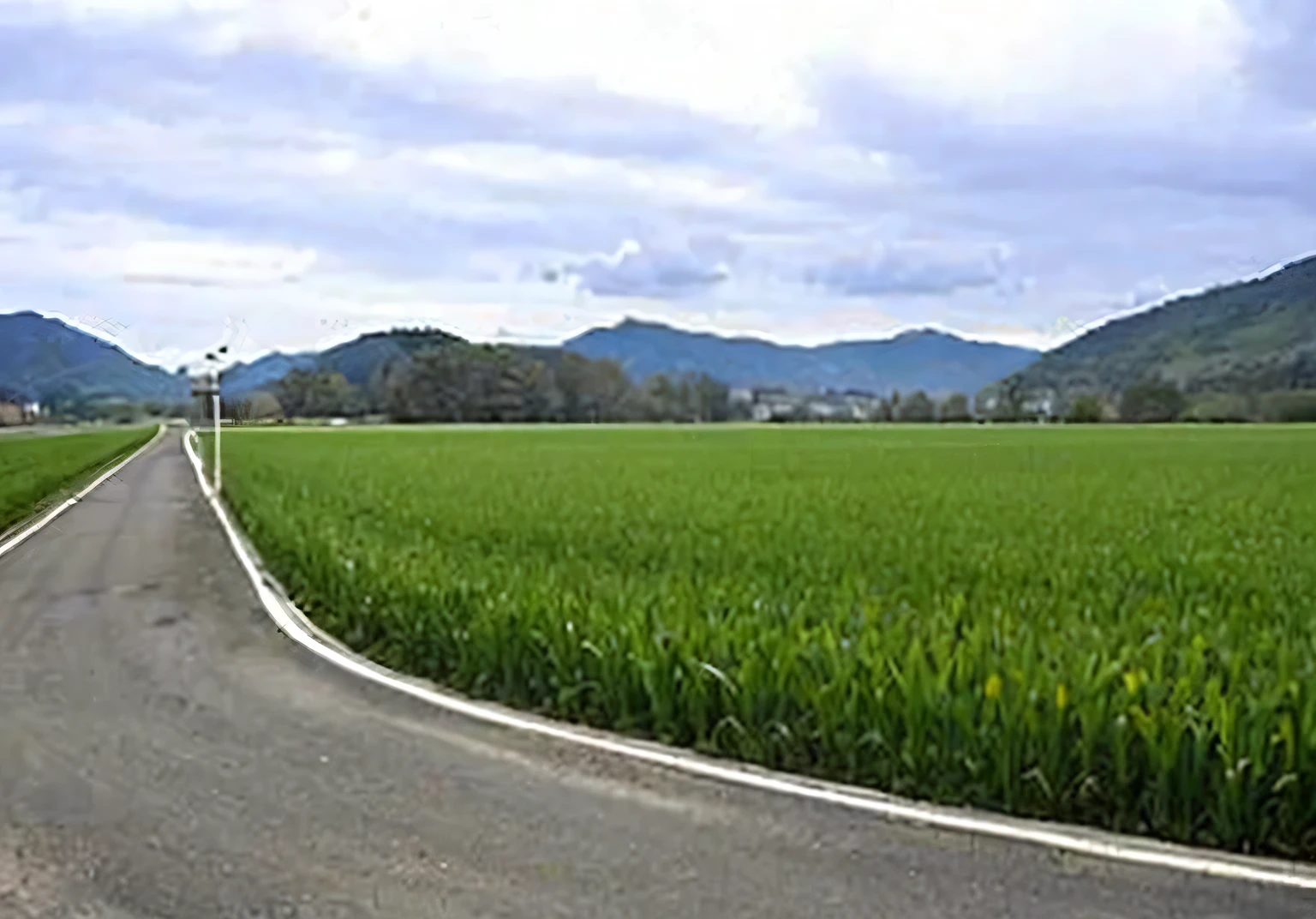 A field of corn,There is a field path in the lower right corner of the composition,farmland,Low Angle of View,Hyperrealistic style,unmanned,Realistic painting style