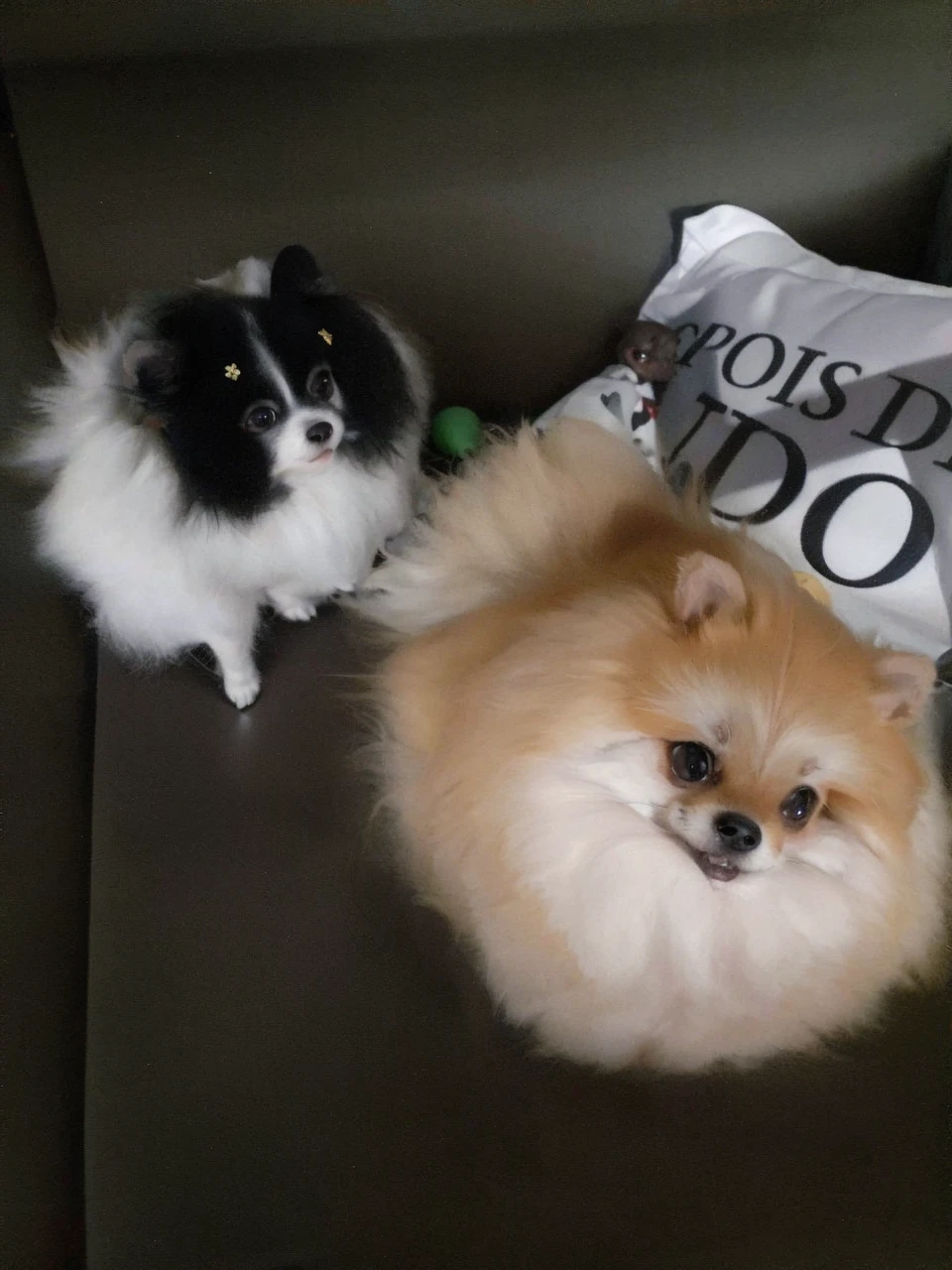 two small Dogs sitting on a couch with a pillow and a pillow, a Romain Brook pastel, reddit, pop art, Pomeranian, Pomeranian mix, two Dogs, cute, high-quality upload, cuddly!!! , Dogs, beautiful, they're very serious, both smiling at the camera, cute, cute faces