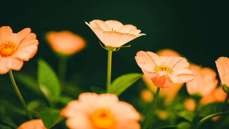 Pale orange light null flower Out of focus An illustration Pop Art