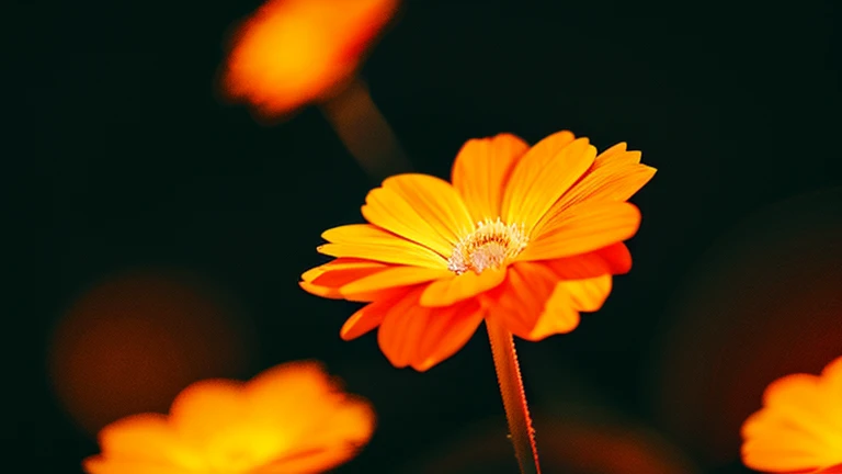 Pale orange light null flower Out of focus An illustration Pop Art