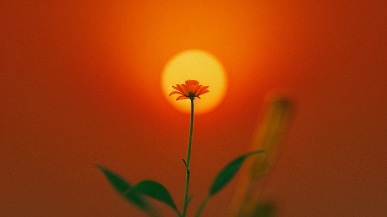 Pale orange sky flower Out of focus An illustration Pop Art