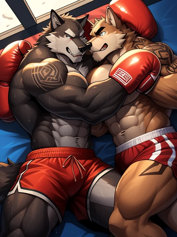 Duo big male fighters(Brown Wolf vs Marrow Wolf, handsomes, Thick eyebrows), beso gay(Cuddling lying down embraced, after of a boxing match), hot(Full body, shirtless), handsomes(They are handsomes, correct anatomy), musculosos(Big muscle bodies, Six packs, muscle abs, big pecs, muscle legs, muscle backs), sweaty(very sweaty wet bodies), tatuajes(they have tattoos), Angry(They have an angry expression), boxing gloves(They both are wearing reds boxing gloves), shorts(They both are wearing black shorts), Hight resolution