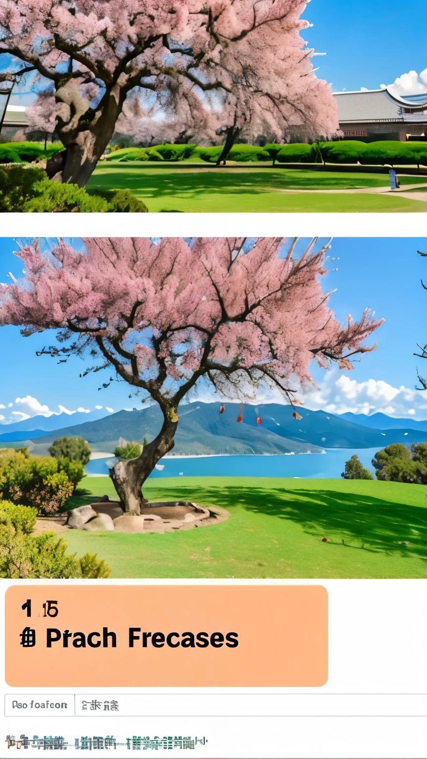 Lots of peach trees