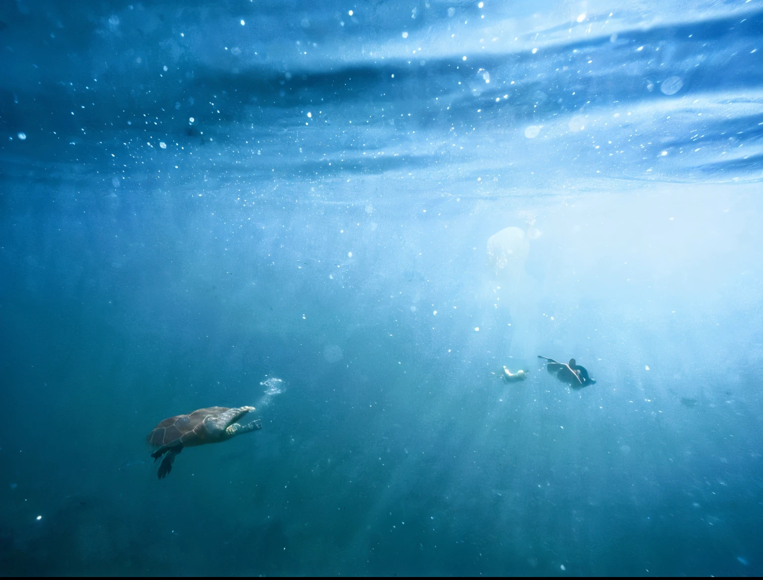 free diving man swimming under water with sea turtle; turtle on the left; man on the right