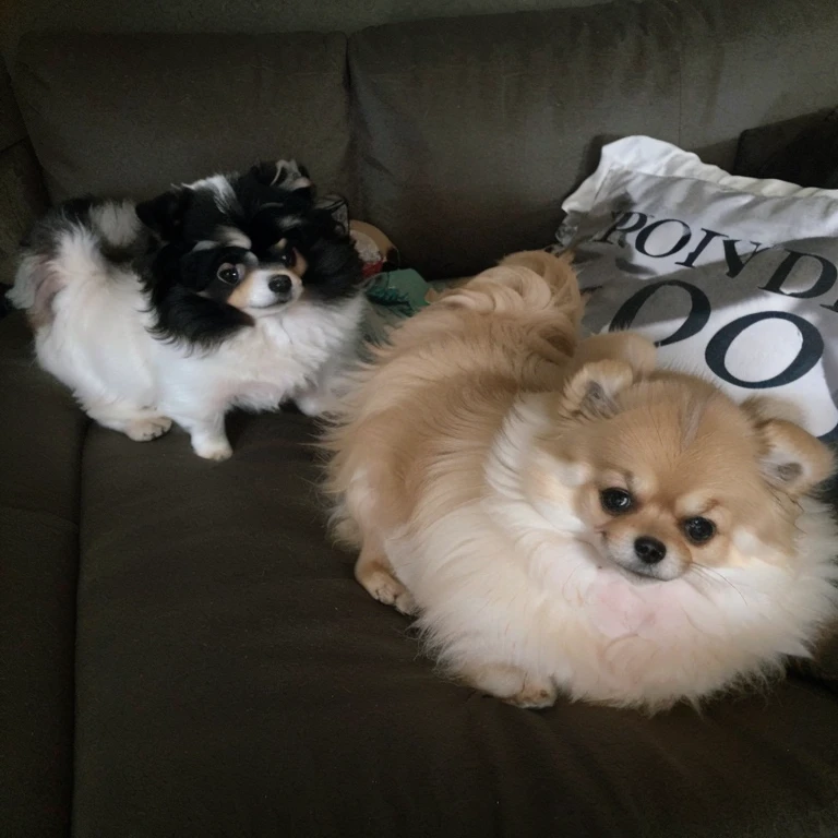 2694417826 two small Dogs sitting on a couch with a pillow and a pillow, a Romain Brook pastel, reddit, pop art, Pomeranian, Pomeranian mix, two Dogs, cute, high-quality upload, cuddly!!! , Dogs, beautiful, they're very serious, both smiling at the camera, cute, cute faces,