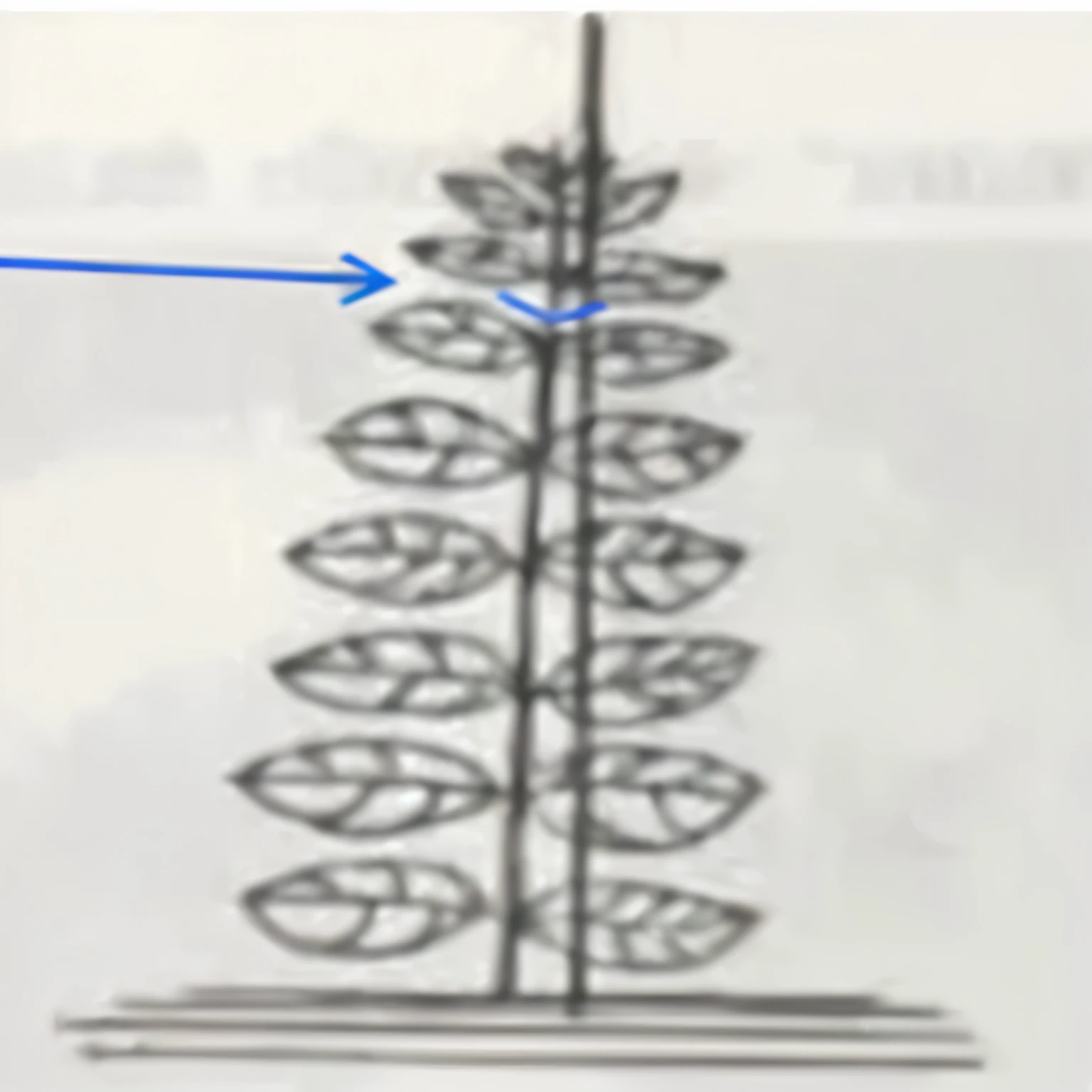 Uma muda de goiabeira (planta frutifera) single stem, plantada e tutorada por um tutor de bambu