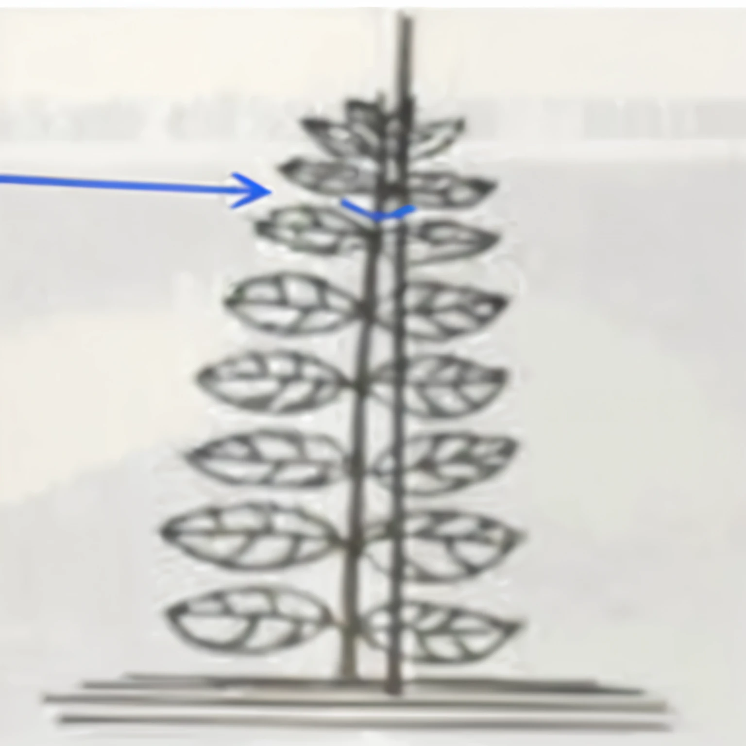 Uma muda de goiabeira (planta frutifera) single stem, plantada e tutorada por um tutor de bambu