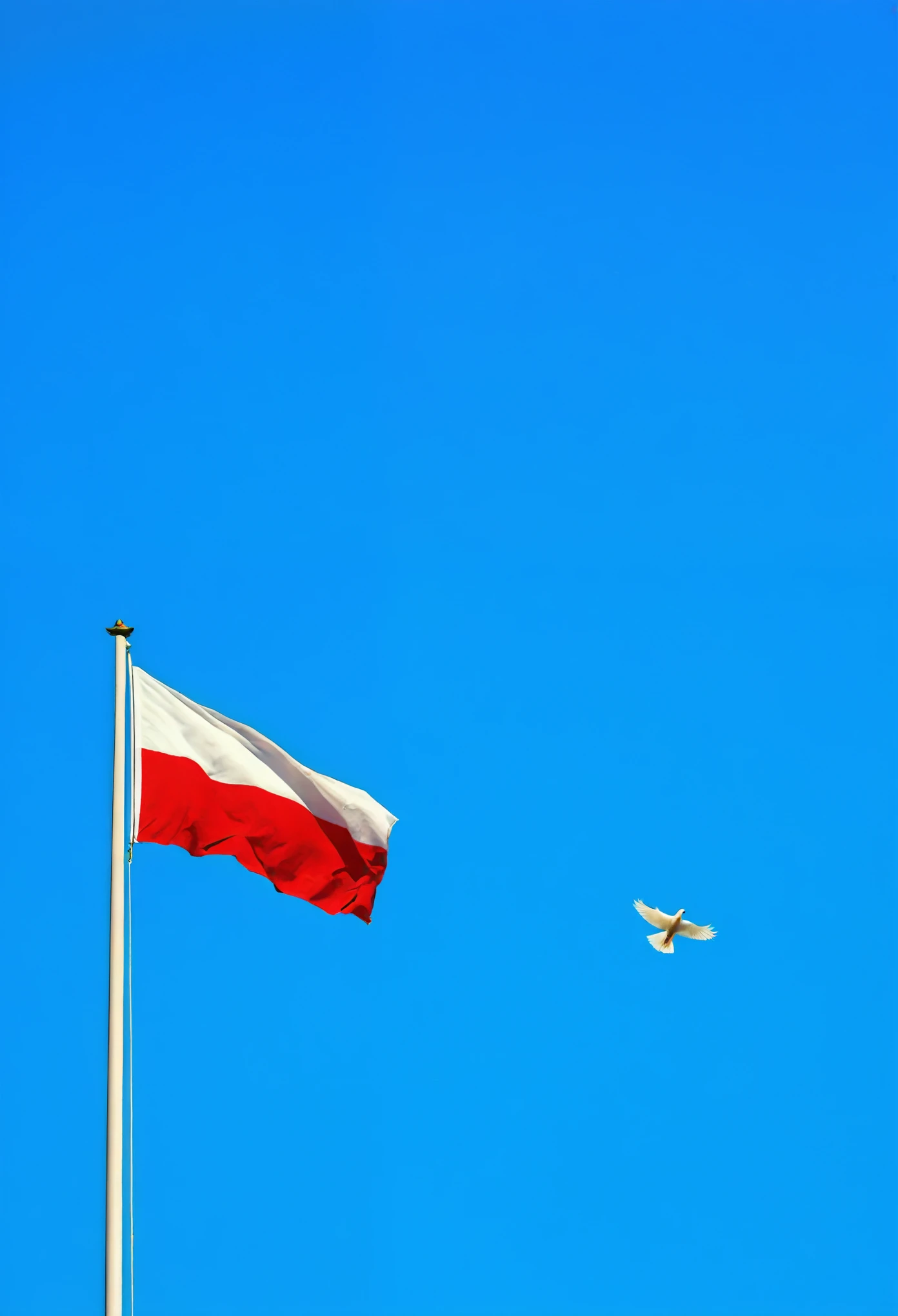 a dove fly next to the flag of Poland