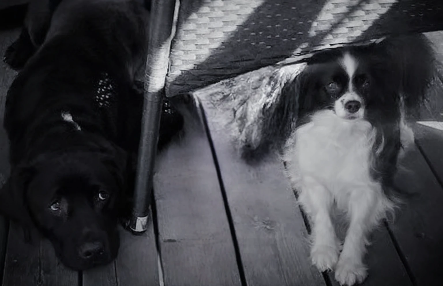 there are two dogs that are standing under a chair, black an white, in black and white, black and white monochrome, two dogs, black-and-white, monochrome black and white, black and white, black & white, serious faces, stares at the camera, both smiling for the camera, they are all laying down in very hot summerday
