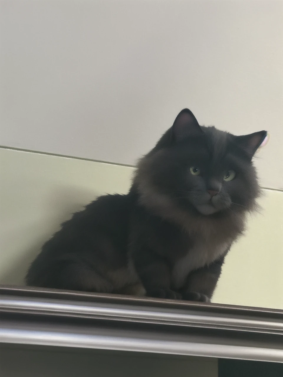 Grampy cat sitting on top of the bookshelf and staring at the owner