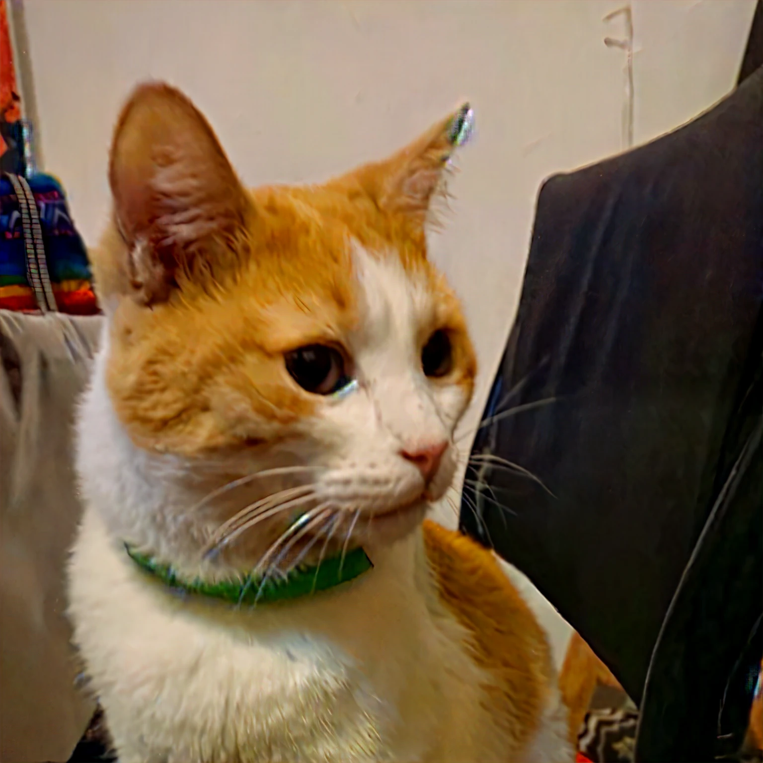 there is a cat sitting on a chair with a collar around its neck, a cat sitting in a chair, cute furry needs your help, very handsome, a handsome, proud look, proud looking away, proud looking, looking to his side, extremely handsome, white neck visible, photo of a cat, sitting on his throne, looking confused, taken with sony alpha 9