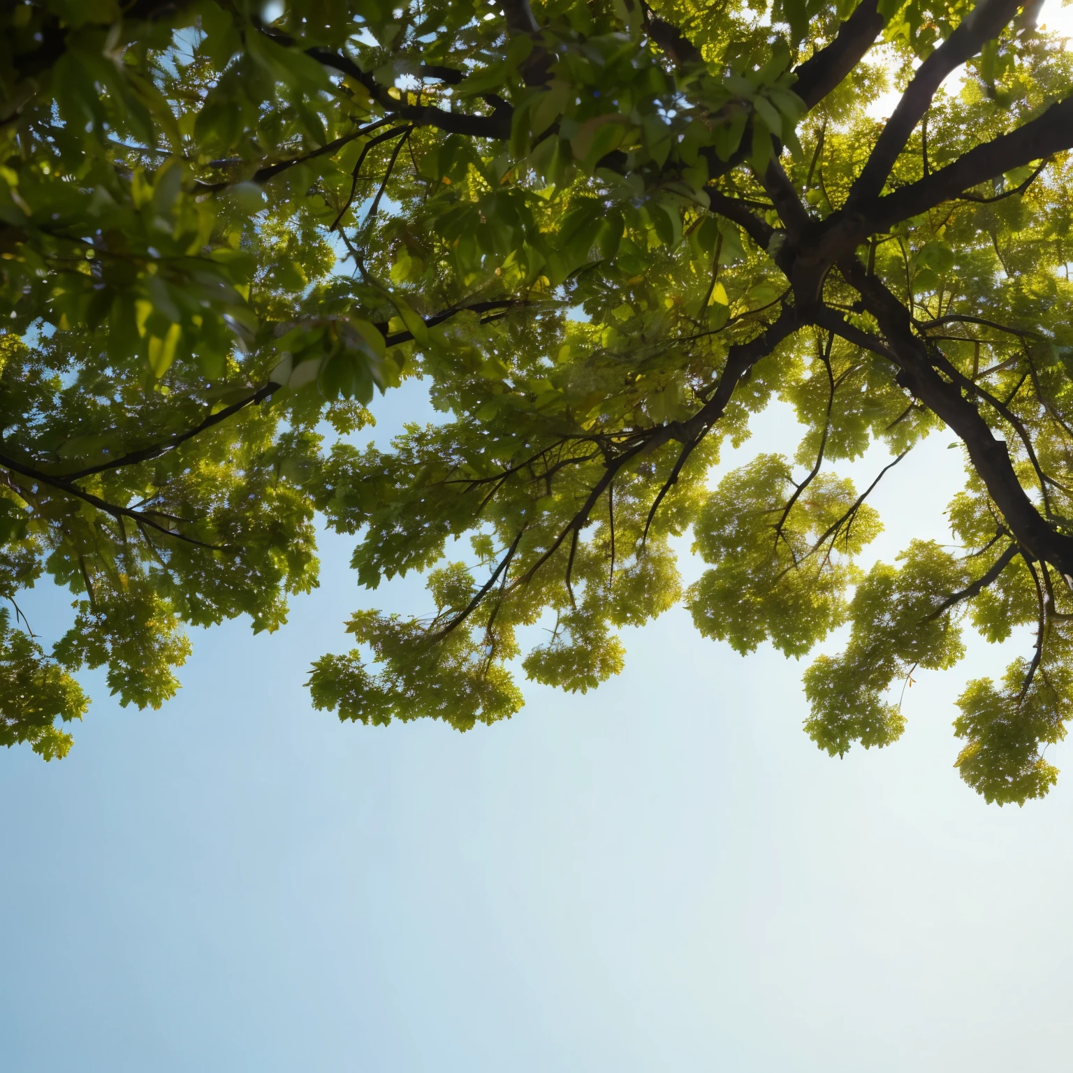 Front view of tree branch