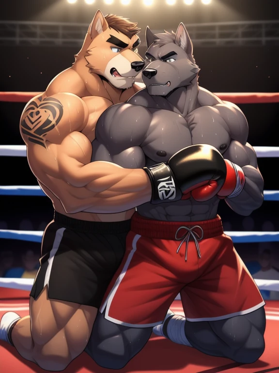 Duo male fighters(Brown Dog vs Gray Dog, handsomes, perfect eyes, Thick eyebrows), beso gay(cuddling kneeling, embraced from behind, fighting in a boxing match), hot(Shirtless), handsomes(They are handsomes, correct anatomy), musculosos(Big muscle bodies, Six packs, muscle abs, big pecs, without nipples, muscle legs, muscle backs), sweaty(very sweaty wet bodies), tatuajes(they have tattoos), Angry(They have an angry expression), Boxing gloves(They both are wearing boxing gloves), Shorts(They are wearing black shorts), Hight resolution