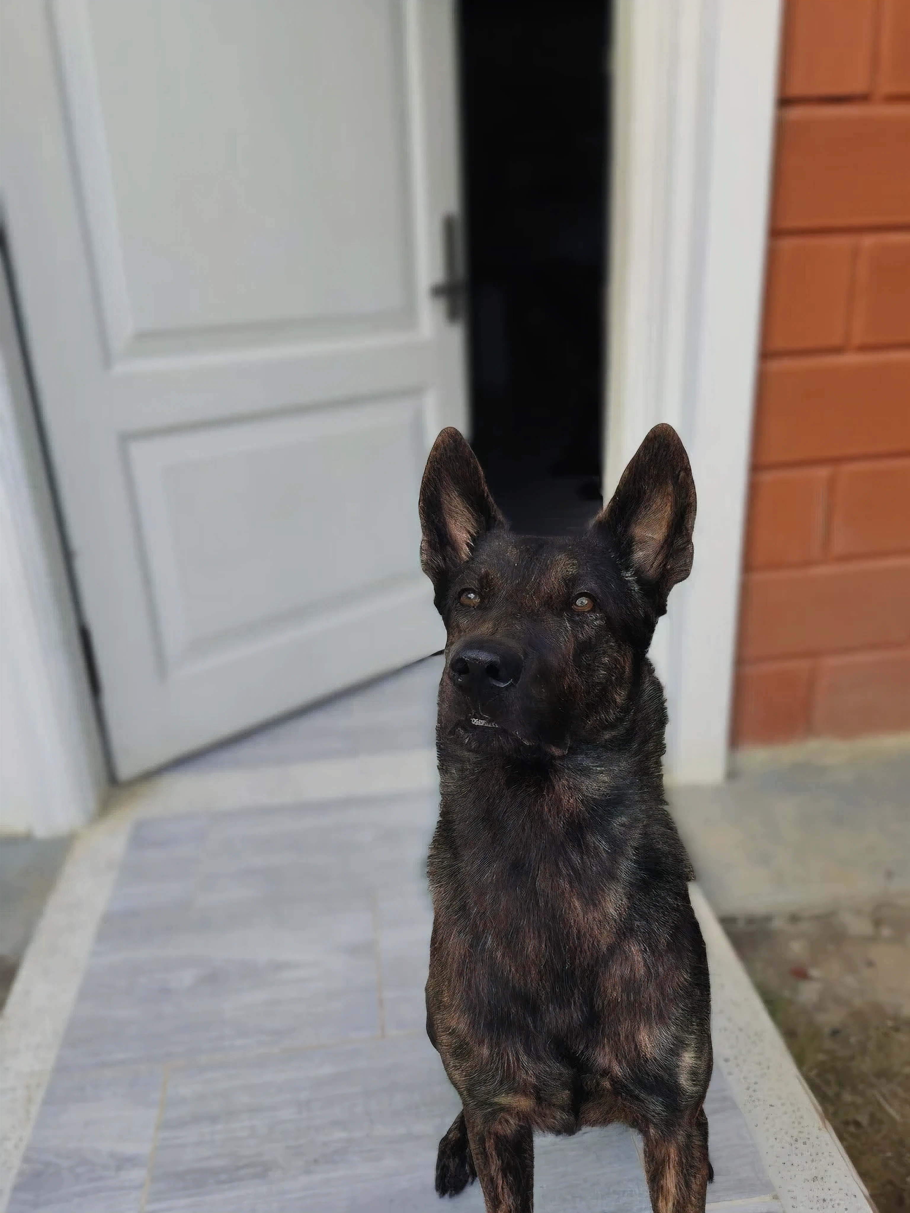 there is a dog sitting outside on the sidewalk, tomada con sony alpha 9, taken with sony a7r camera, retrato frontal, tomada con canon 8 0 d, frontal pose, German shepherd, filmado en sony a 7, looking away from the camera, tomada con canon eos 5 d mark iv, looking to the side off camera, extremadamente guapo