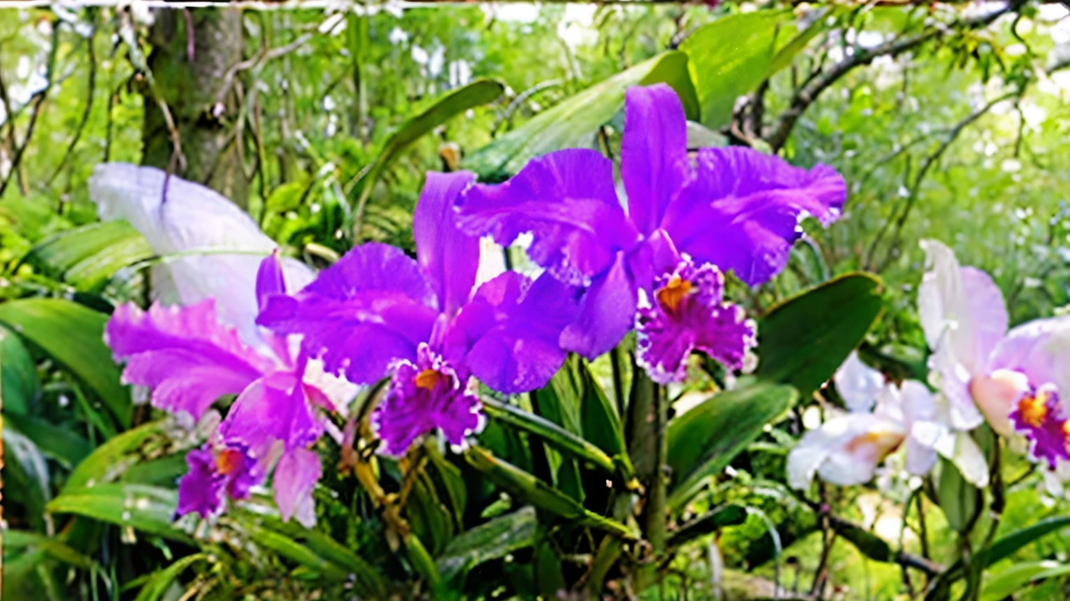 (masterpiece, highest quality:1.2), (cattleya, solo, 3-flowers, close-up, full body, full bloom, nature, habitat, )、Soft Focus、Blur the background、