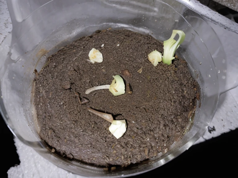 Add more sprouts 